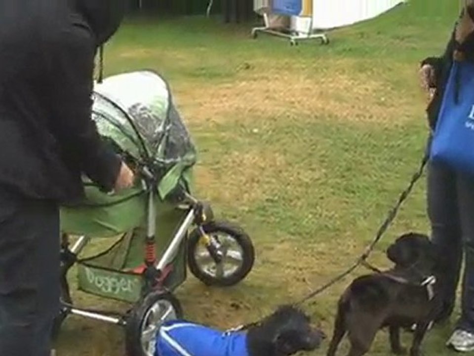 The Dogger Debuts at Paws for a Cause