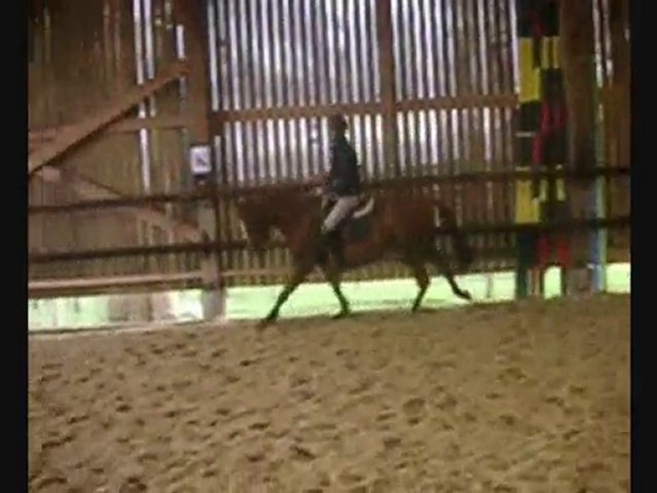 Park - Hongre plein papier pur sang - 8 ans  1m60 - à vendre