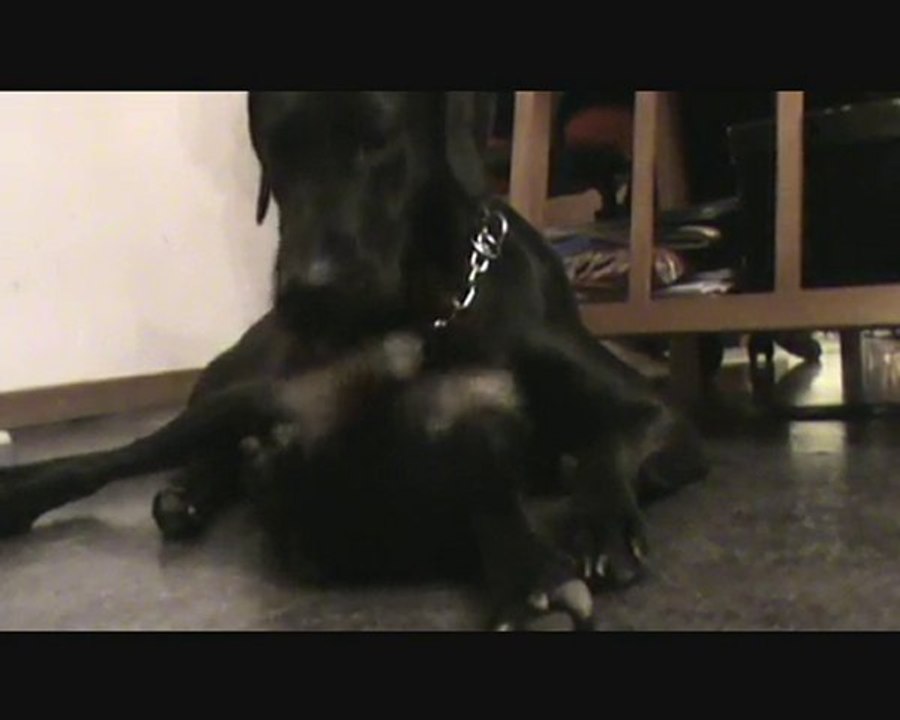 cupreglisse ouaf ouaf