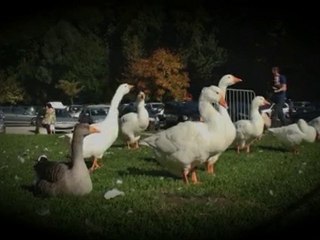 octobre 2010 : L'actualité de la Ville de Visé en vidéo