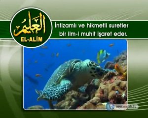 Allah'ın İsimleri - EL-ALİM