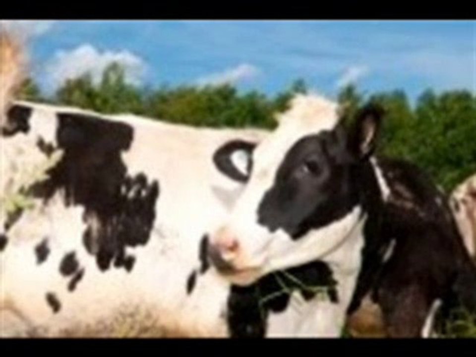 Connecter les vaches pour Ryad