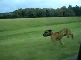 Stupid Dog Jumps Out Car Window