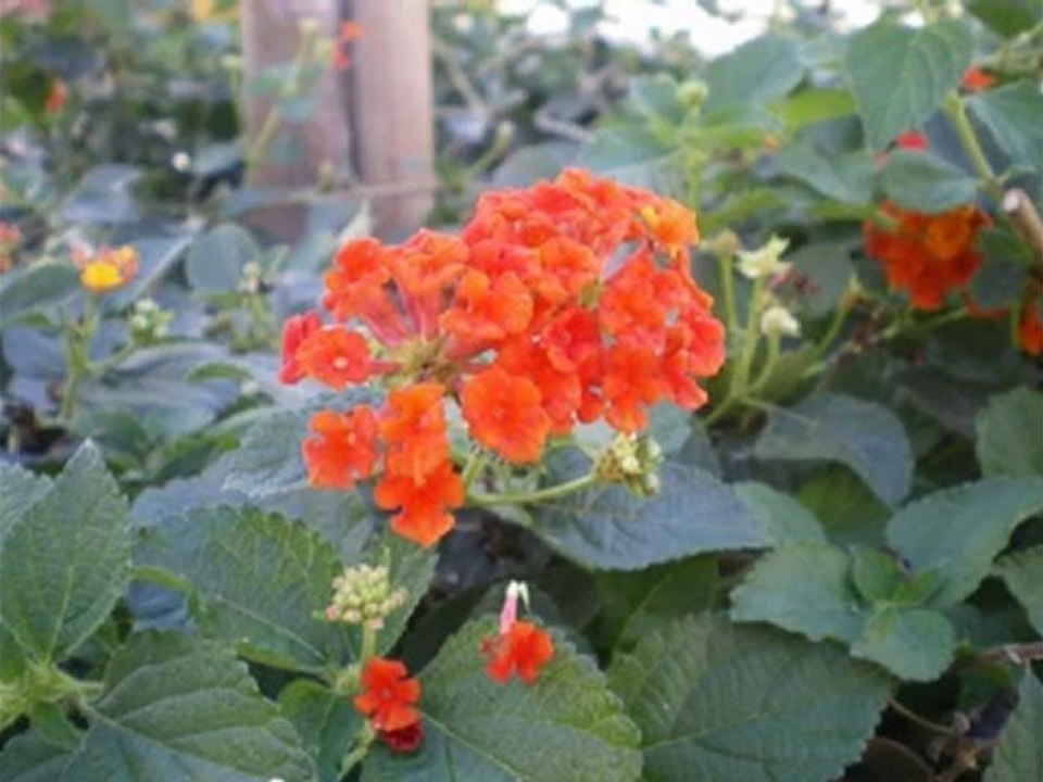 Fresh Garden