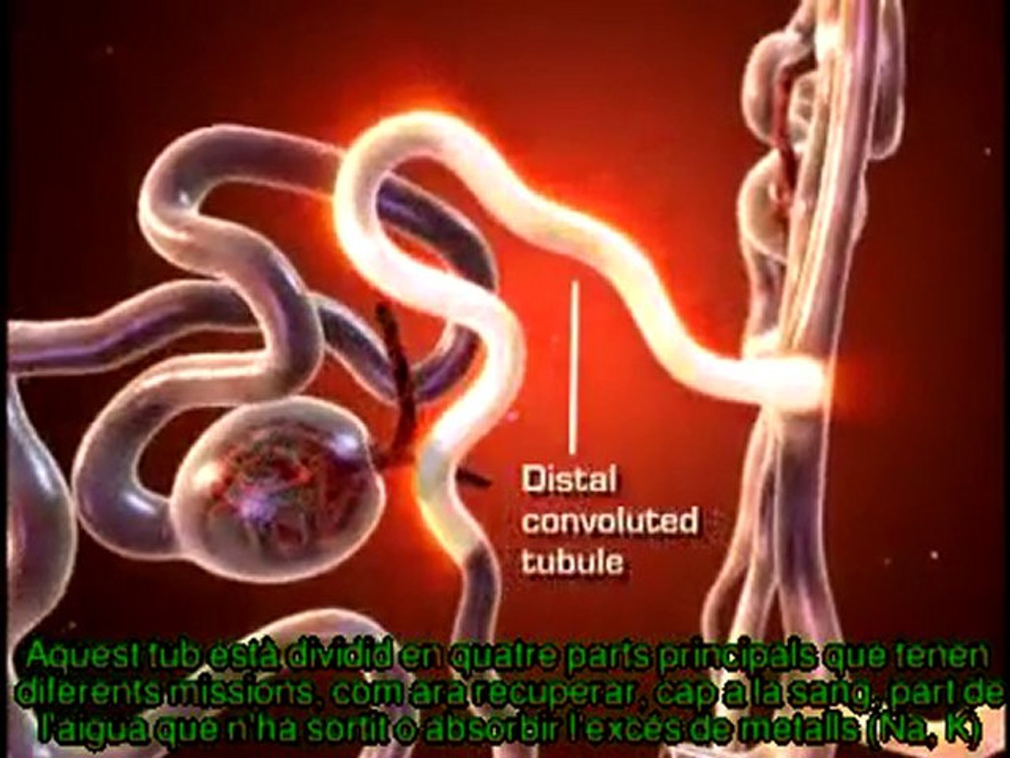 Com funciona el sistema renal
