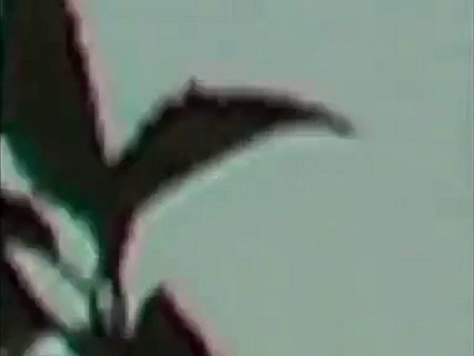 UFO _ OVNI _ORB - Almere, Holland - 2010