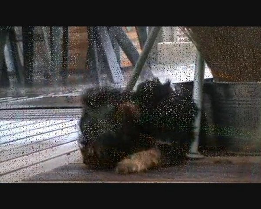 cupreglisse et deluge