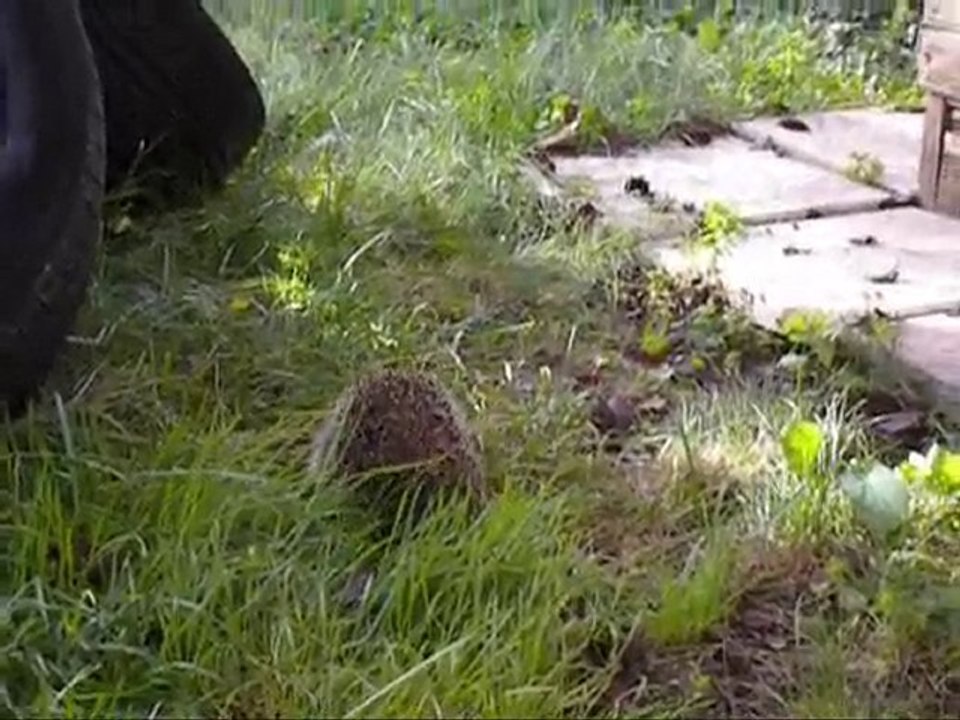 Hérisson le 29.10.2010