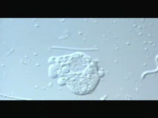 djzentao adn communication 2006