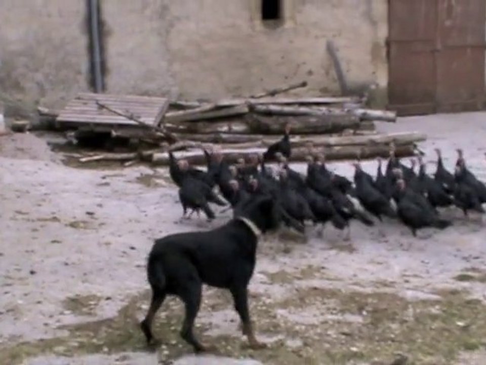 Elan, beauceron au travail au troupeau