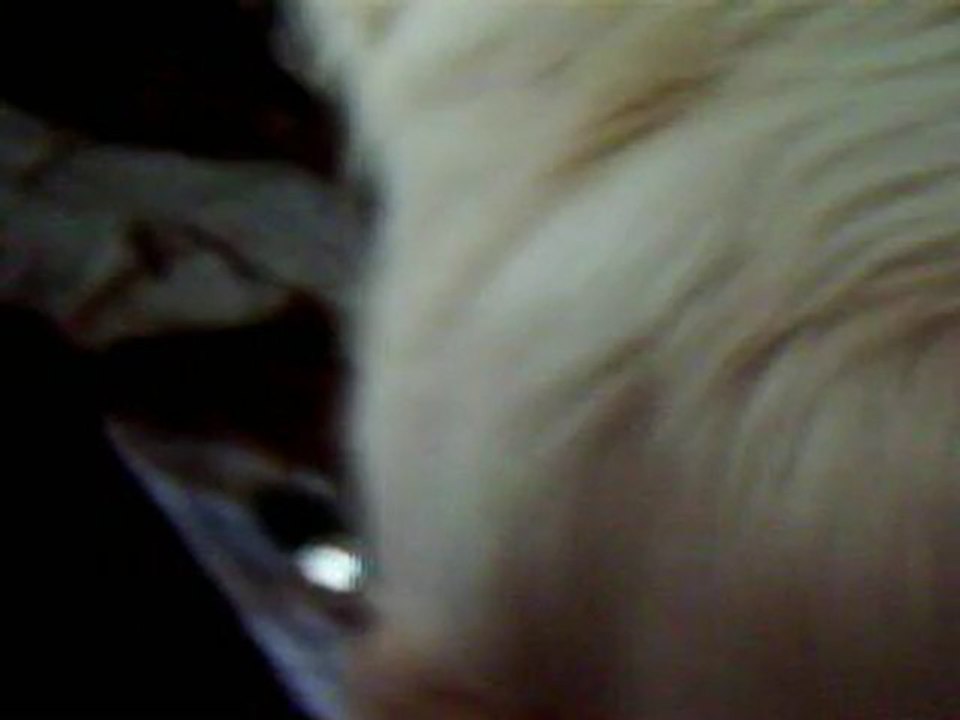 shadow barking at someone outside