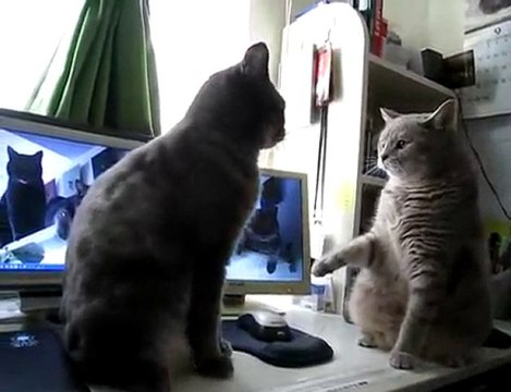 Chats Jeu de Pattes (HQ)