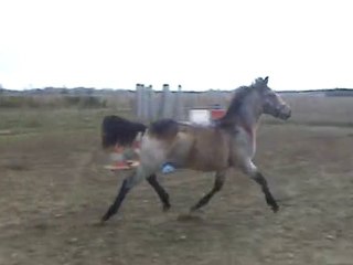 ash  poney à vendre