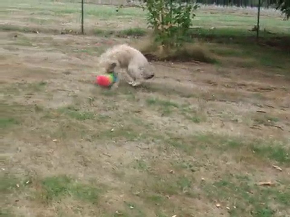 Dingle et le plumeau, elle adore! 02 octobre 2010