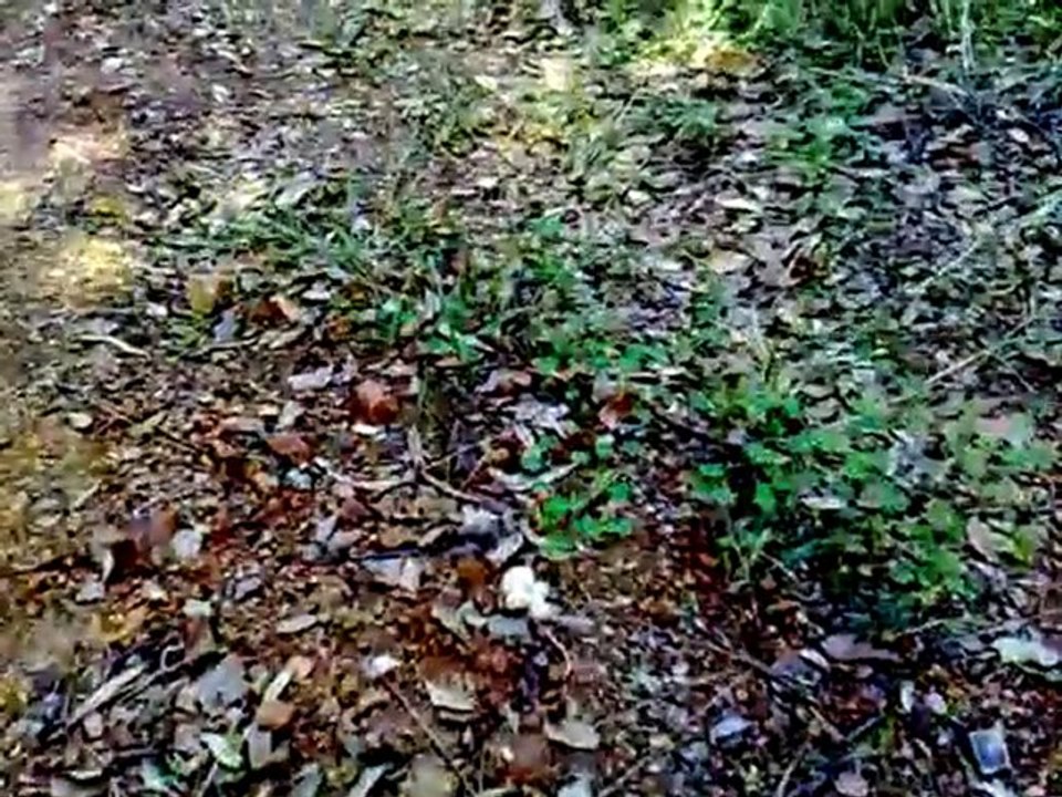 Naturaleza - www.cosmeticanatural.com