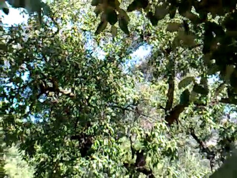 Bellotas - www.jardineromarbella.com