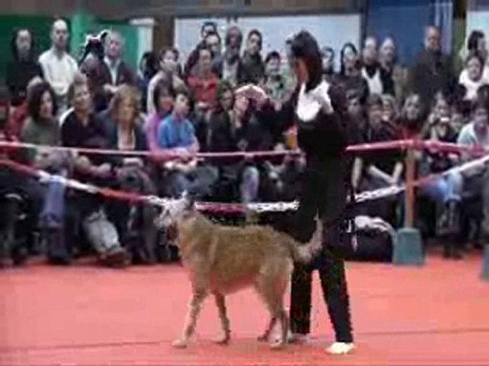 Doggy Dance Arlette et Zinga au GPF 2010 Le chien le chat