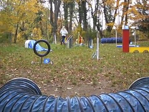 Cookie au concours interne d'agility Octobre 10 Le Jumping