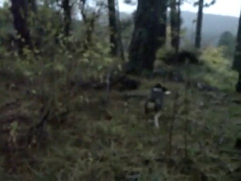 Stimulation de Jeunes Chiots 1ere partie