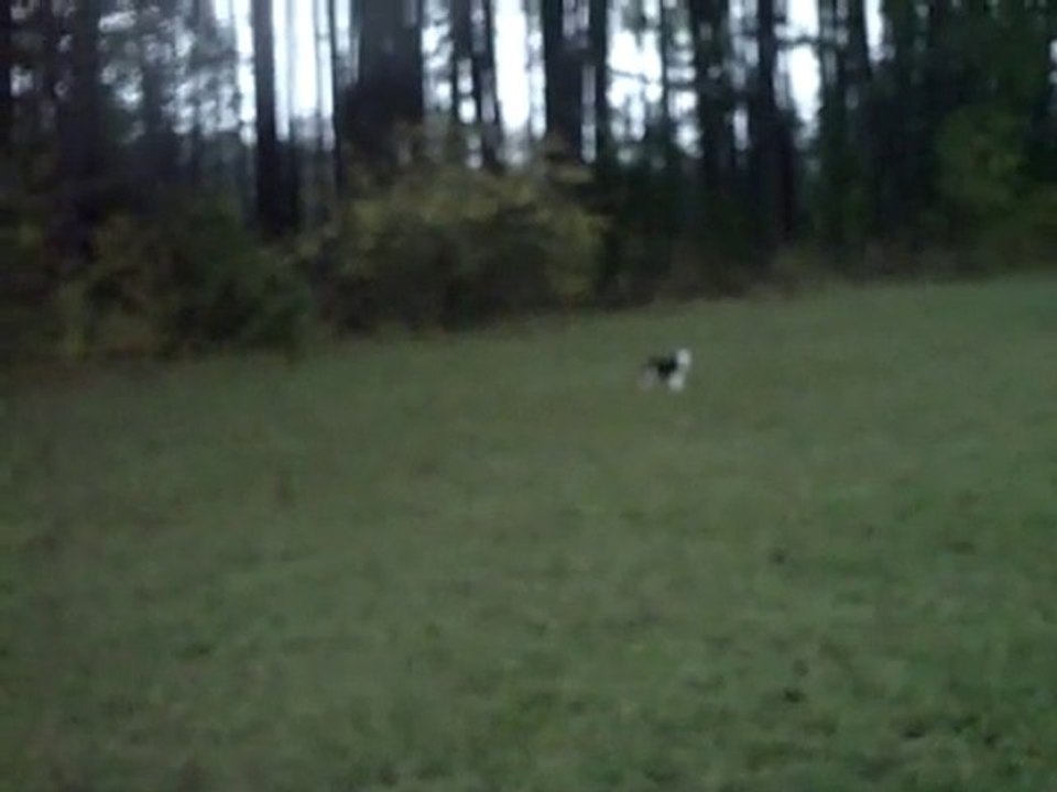 Stimulation de Jeunes Chiots 3eme partie " ca pose le nez"