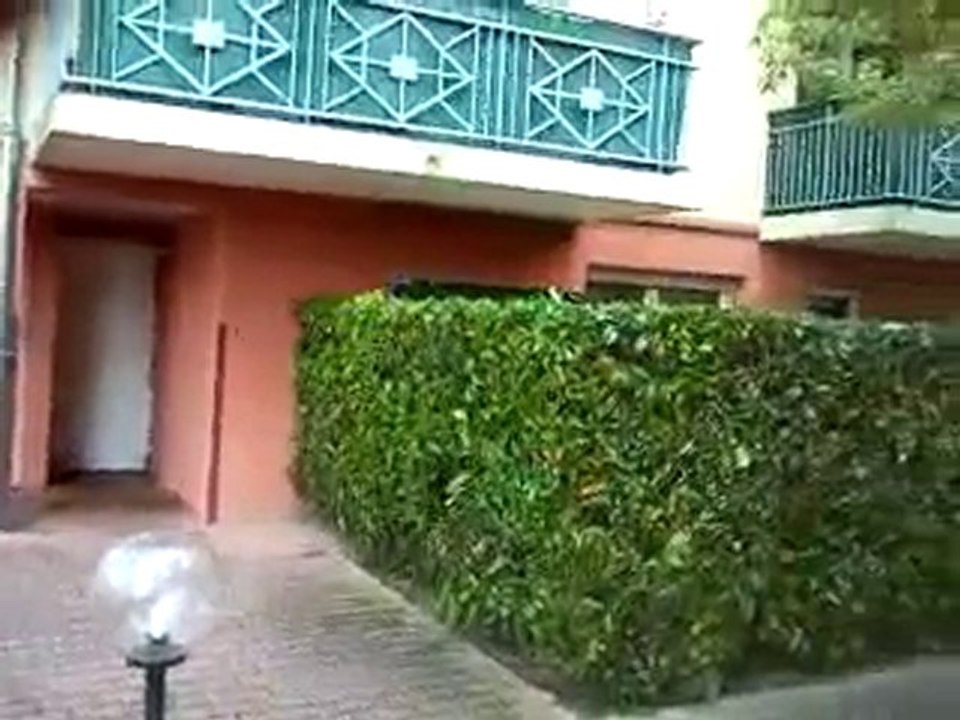 Haie de lauriers cerises, après la taille.