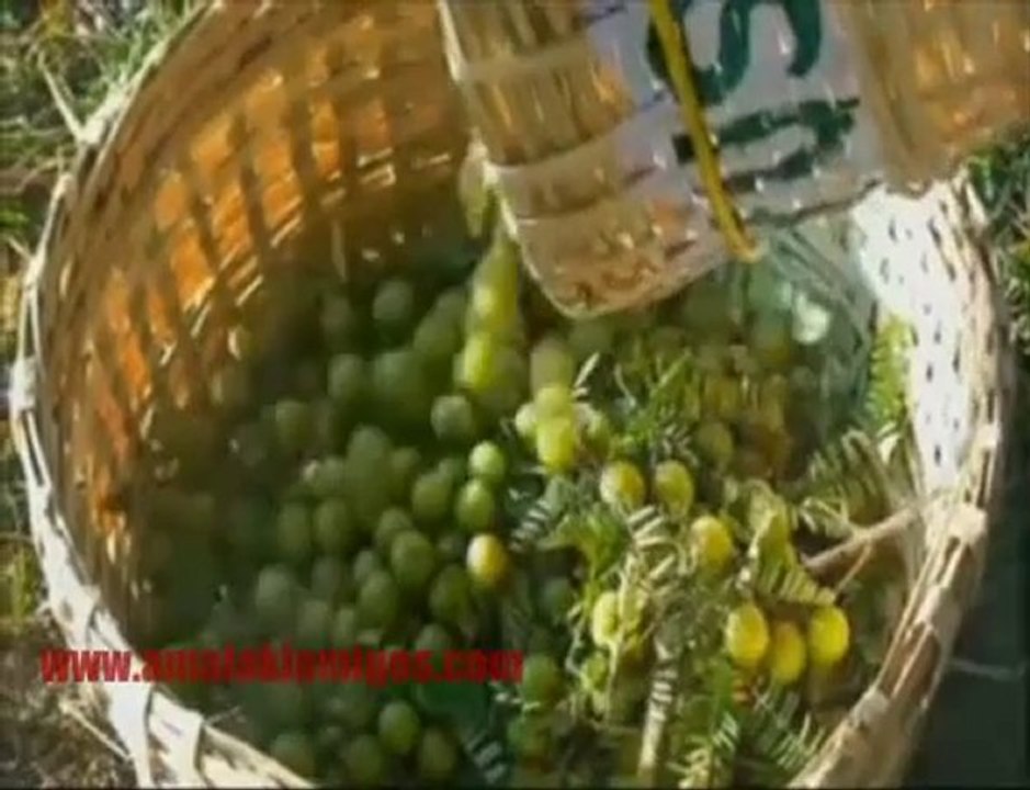 Zrii en español /Informacion www.amalakiamigos.com