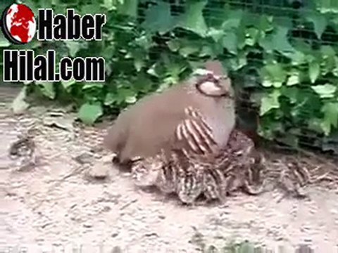 KINALI KEKLİK VE YAVRULARI PAYLAŞALIM