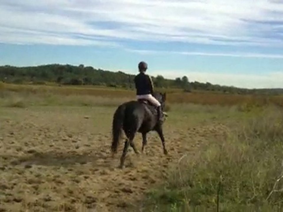 Negus saut