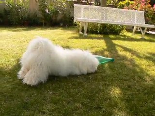 Désiré le bichon frisé