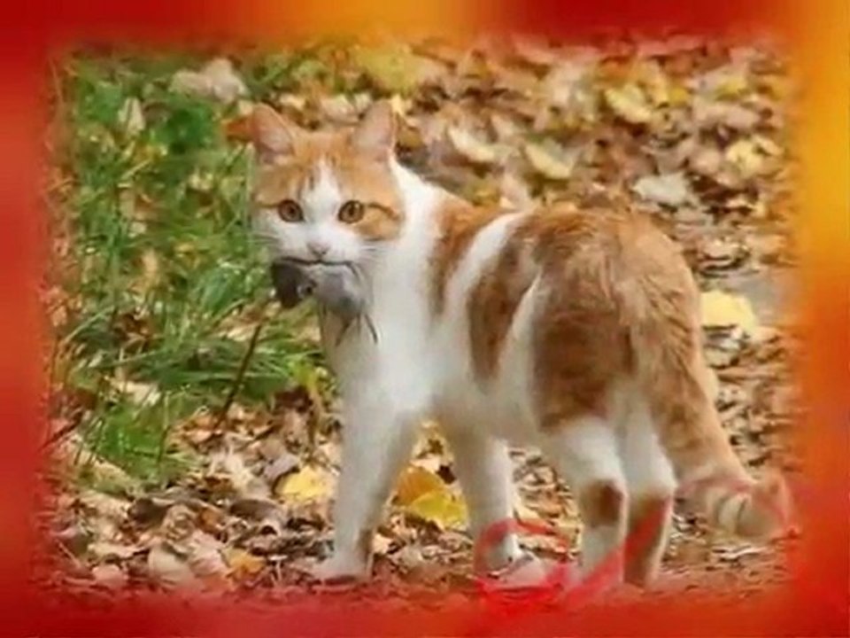 I LOVE MY MIEZ AND ALL THE OHTER CATS