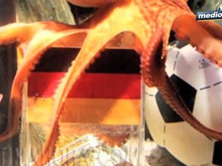 Medio Tiempo.com - Pulpo Paul, el vidente mundialista