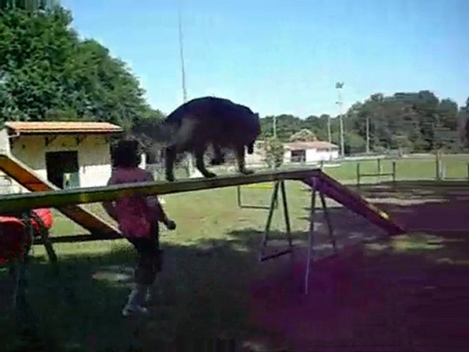 L'Agility au Bouguenais Sport Canin