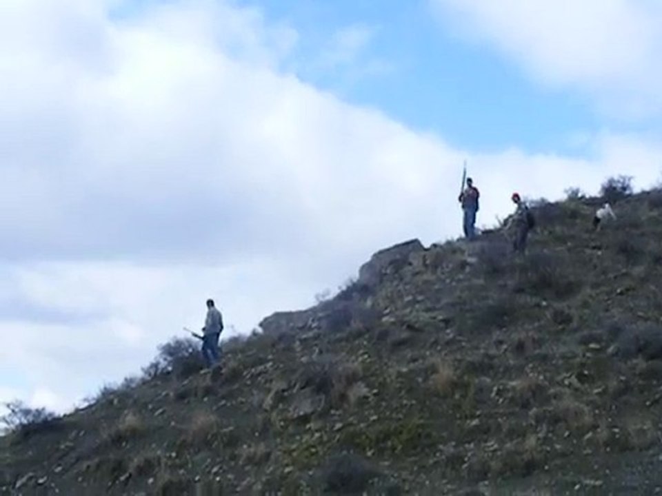 ing.pointer jaryo tavşan ferma