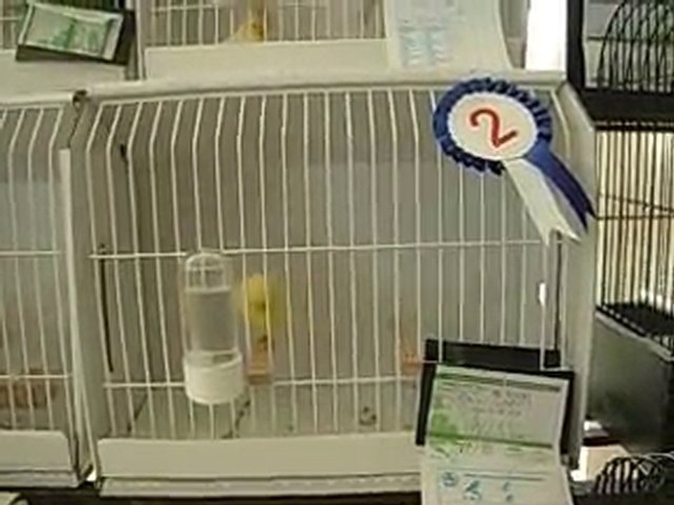 31.10.2010 Sarı Kabak Gloster