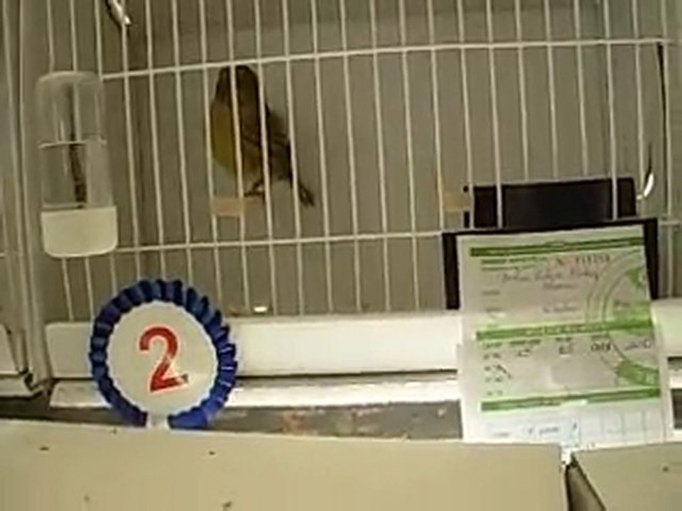 31.10.2010 Yeşil Kabak Gloster