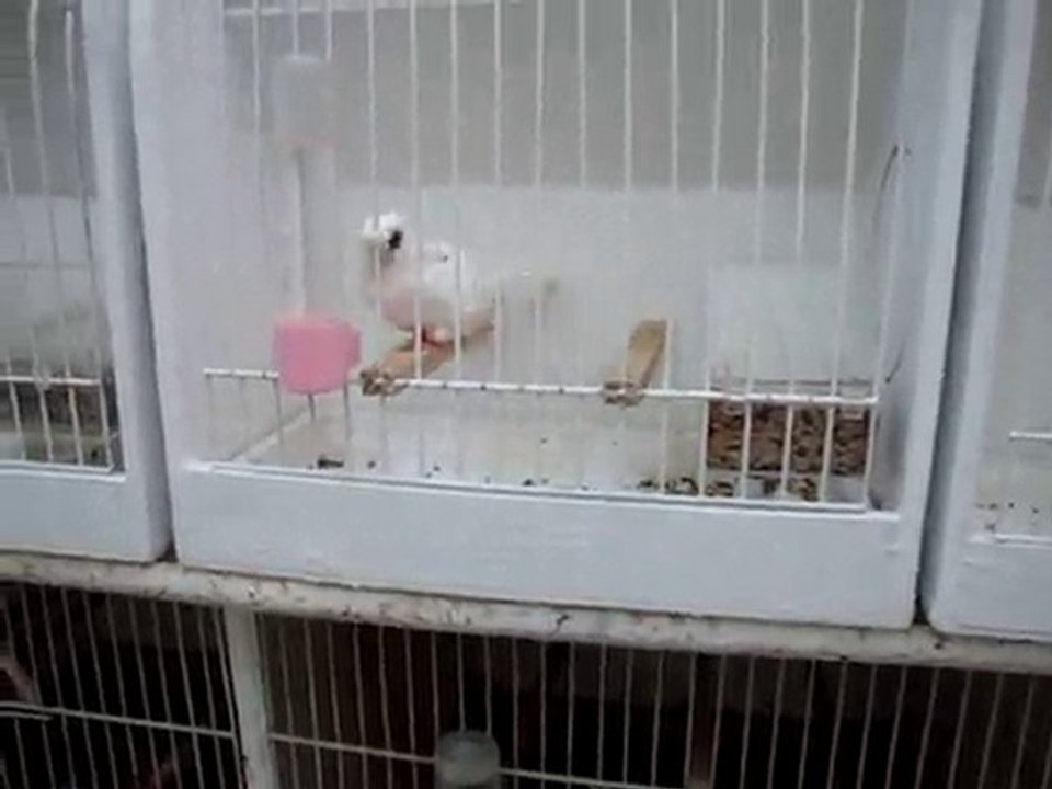 NECATİ AYDIN GLOSTER-3