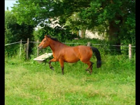 Vend Tawarie du Puits, pouliche OC par Melvin Candy.