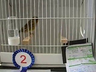 31.10.2010 Yeşil Tepeli Gloster