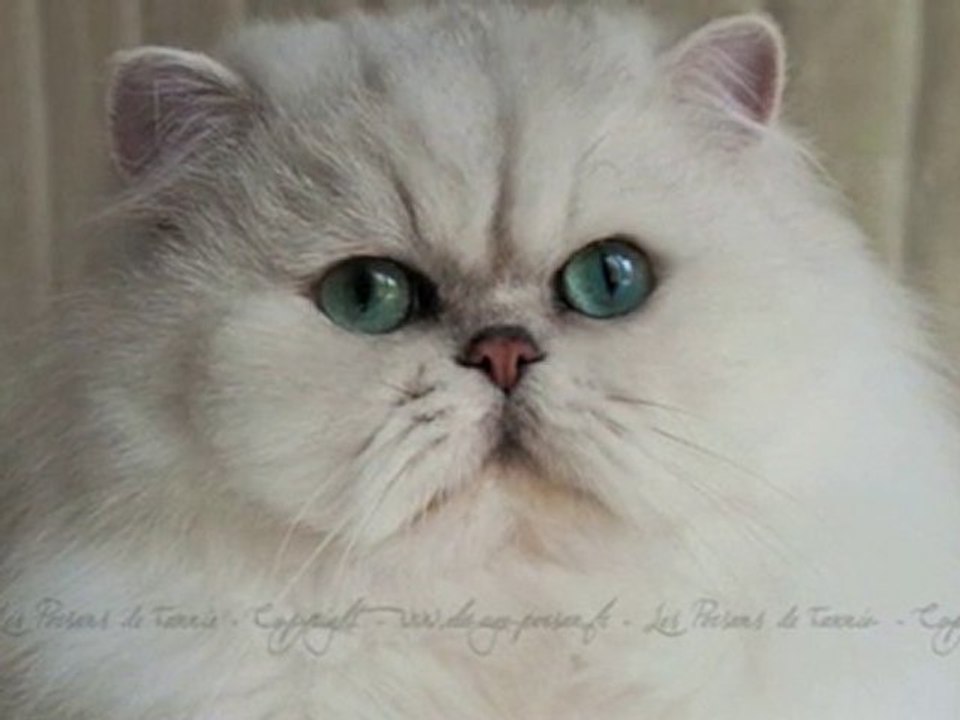 Cat Persian Chinchilla : www.elevage-persan.fr