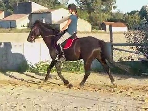 Essai selle dressage Isabell Werth Wintec