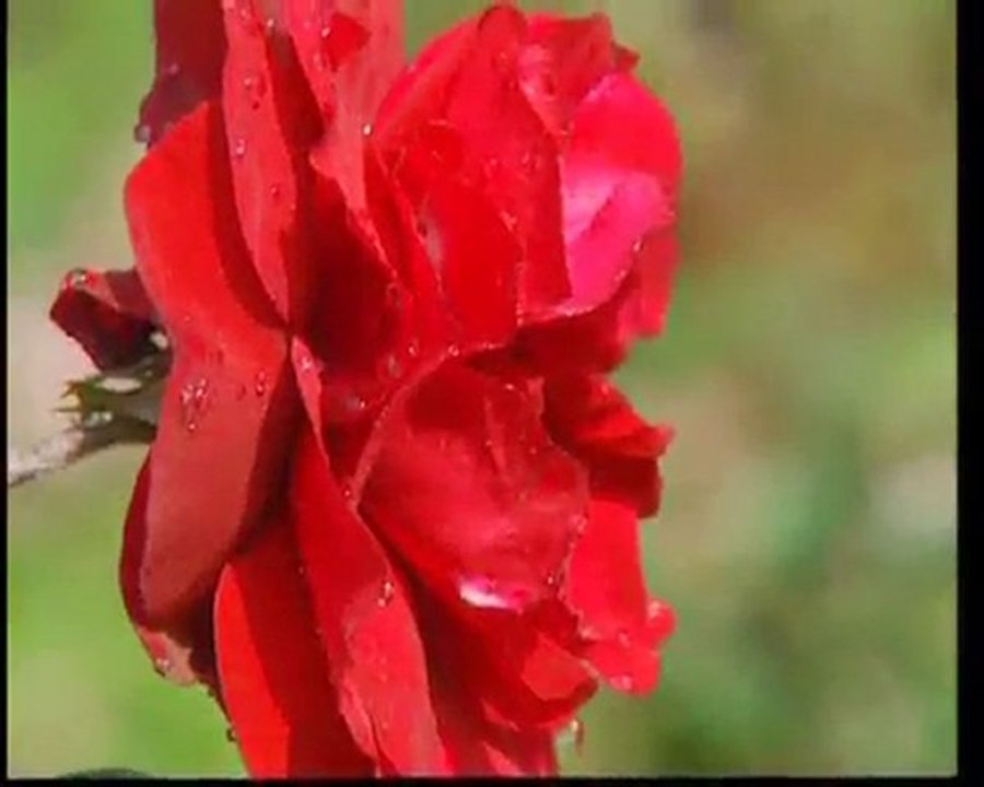 Alâeddîn-i Attâr Hazretleri