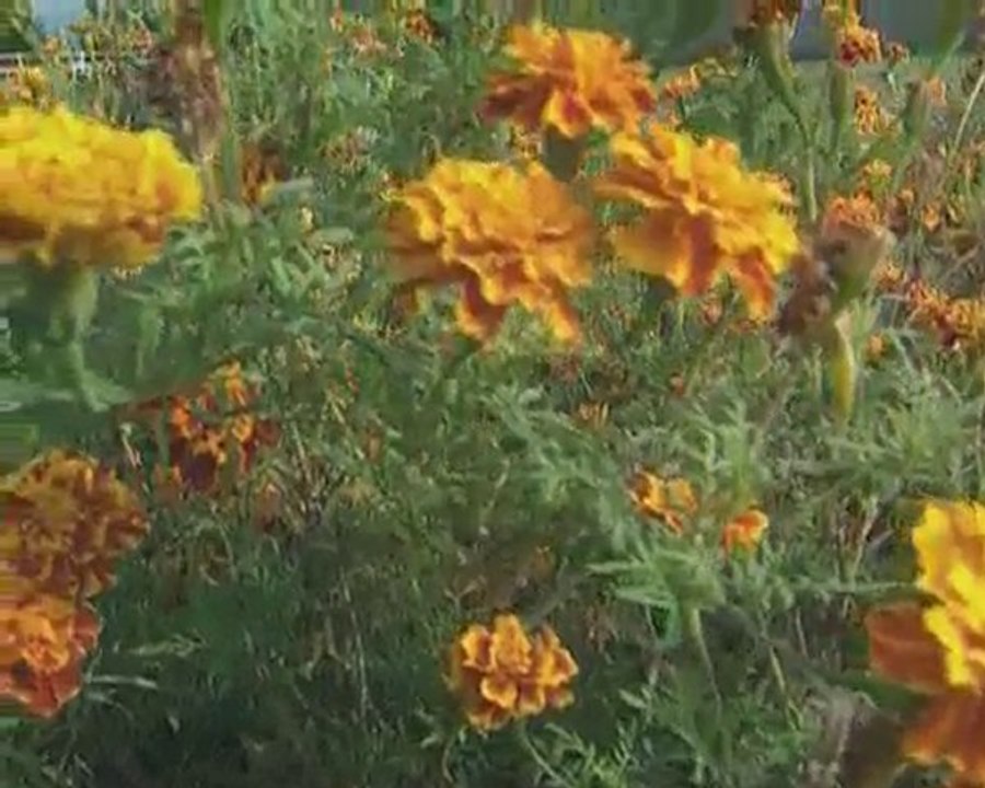 Aziz Mahmud Hüdayi Hazretleri