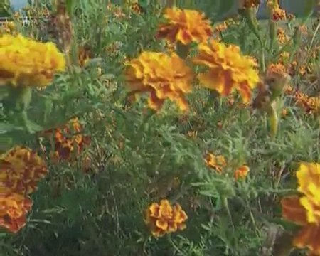 Aziz Mahmud Hüdayi Hazretleri