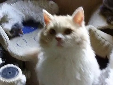 Chatons Selkirk Rex - Chatterie Kissa