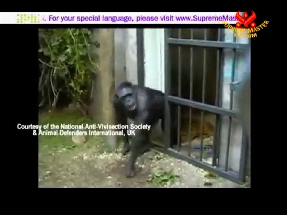 Testing on Animals is Fundamentally Wrong- P2/2