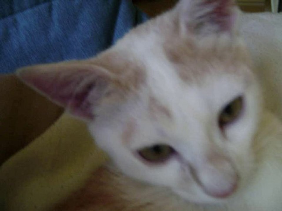 The cat trying the english, Le chat essaie l'anglais