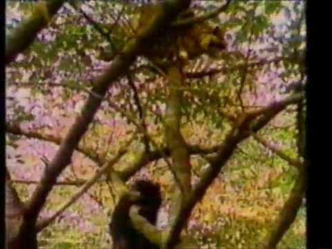 артисты цирка, артисты оригинального жанра