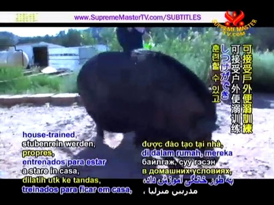 A Splendid Haven: Best Friends Animal Sanctuary - P1/2