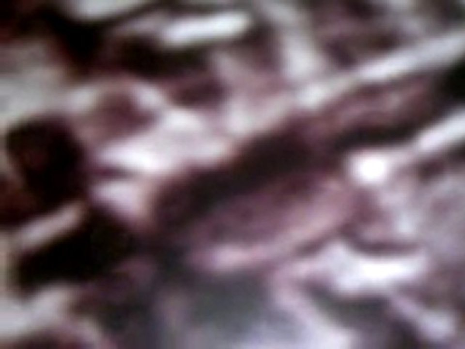 Fossiles de l'arche de Noé