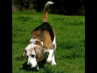 Educar Perros Atencion Al Llamado